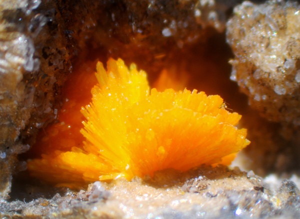 Boltwoodite Goanikontes Claim